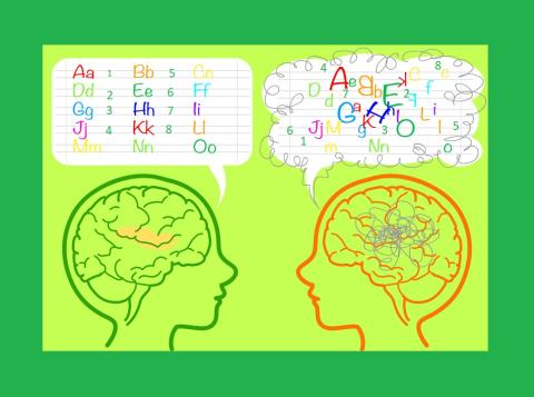 contraposició de dos cervells